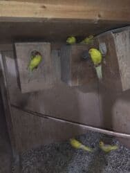 Kakariki quşları çox gəşəy quşlardır toxumlu heyvanlardır hər cürə lalafo.az -da Kakariki quşları çox gəşəy quşlardır toxumlu heyvanlardır hər cürə