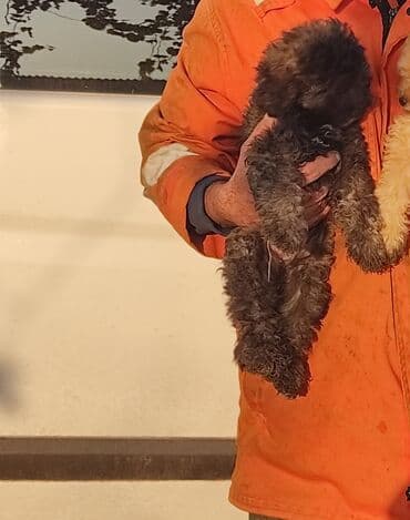 Pudel lalafo.az -da Pudel