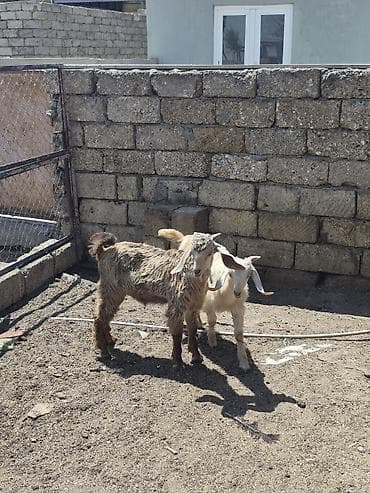 Salam 2 dene erkek kök helebler saglam arpa yonca yeyen heyvanlardı lalafo.az -da Salam 2 dene erkek kök helebler saglam arpa yonca yeyen heyvanlardı