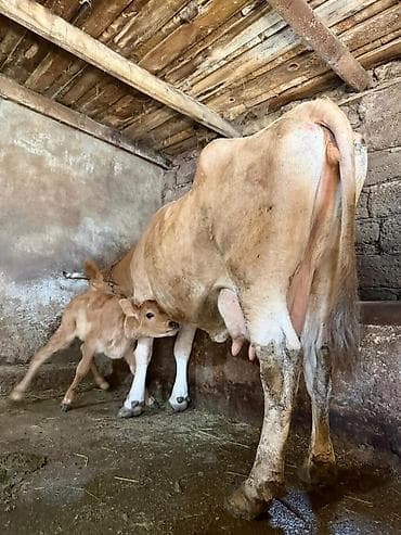 14 litir süd verir 3 qarına doğub 7 gündü doğub balası dişdi lalafo.az -da 14 litir süd verir 3 qarına doğub 7 gündü doğub balası dişdi