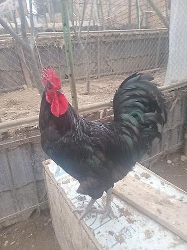 Avstrolorp toyugunun mayali yumurtasi satilir. - Növ: iri cüssəli lalafo.az -da Avstrolorp toyugunun mayali yumurtasi satilir. - Növ: iri cüssəli