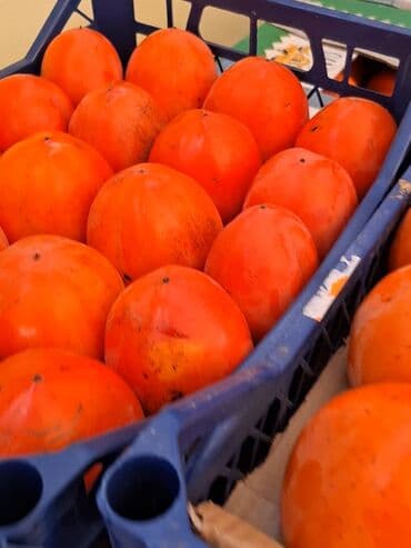 Соления: Məhsul: Öz bağımızdan Xurma . Ağdaş Xurması. Qiyməti - 0.70. Çox at lalafo.az — 2 Соления: Məhsul: Öz bağımızdan Xurma . Ağdaş Xurması. Qiyməti - 0.70. Çox — 2