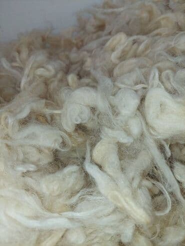 Qoyun yunu münasib qiymete.100 kq yundan son 6 kq yarım yun lalafo.az -da Qoyun yunu münasib qiymete.100 kq yundan son 6 kq yarım yun