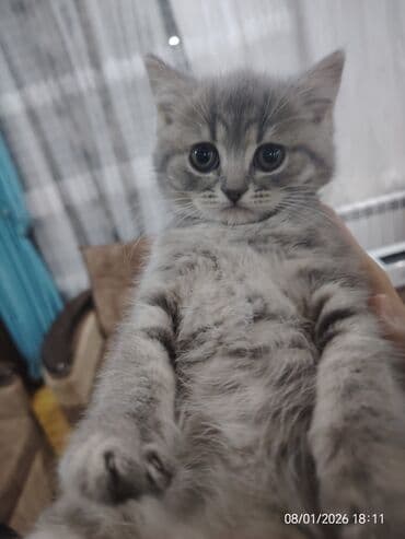 Şotland, Dişi lalafo.az -da Şotland, Dişi