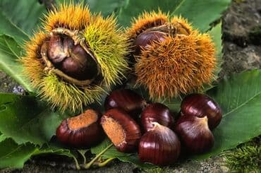 Super şabalıd 👍🏻 🪧 Profilə - daxil olaraq digər məhsullar ilə tanış lalafo.az -da Super şabalıd 👍🏻 🪧 Profilə - daxil olaraq digər məhsullar ilə tanış