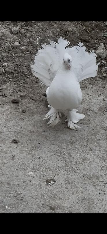 Qizgin tek erkey London povlini satilir lalafo.az -da Qizgin tek erkey London povlini satilir