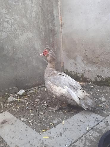 Dişi, | Lal ördək, Damazlıq lalafo.az -da Dişi, | Lal ördək, Damazlıq