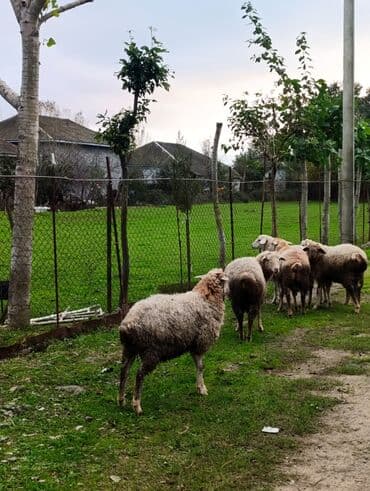 Taksi sürücüsü tələb olunur, Avtomobilin icarəsi, Saatlıq ödəniş, 1 ildən az təcrübə lalafo.az -da Taksi sürücüsü tələb olunur, Avtomobilin icarəsi, Saatlıq ödəniş, 1 ildən az təcrübə