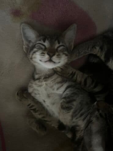 Tabbi, Erkək, Yaxşı əllərə, Ünvandan götürmə lalafo.az -da Tabbi, Erkək, Yaxşı əllərə, Ünvandan götürmə