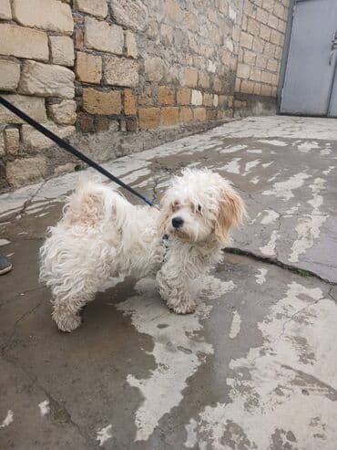 Pudel, 1 il, Erkek, Peyvəndli, Rayonlara çatdırılma lalafo.az -da Pudel, 1 il, Erkek, Peyvəndli, Rayonlara çatdırılma