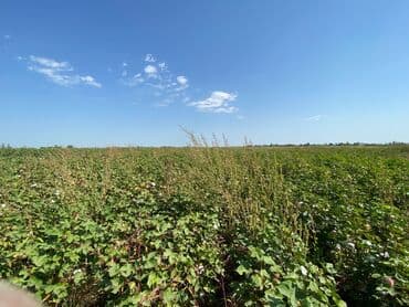 439 sot, Kənd təsərrüfatı, Mülkiyyətçi, Kupça (Çıxarış) lalafo.az -da 439 sot, Kənd təsərrüfatı, Mülkiyyətçi, Kupça (Çıxarış)