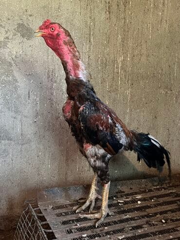 1 il 3 aylıq heyratı xoruz satılır yaxşı cins heyvandı damazlıqada lalafo.az -da 1 il 3 aylıq heyratı xoruz satılır yaxşı cins heyvandı damazlıqada