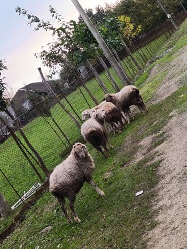 🌾 Bağ şəraitində böyüyən quzular 🐑 Lənkəranda satışda 💥 Tək-təkdə lalafo.az -da 🌾 Bağ şəraitində böyüyən quzular 🐑 Lənkəranda satışda 💥 Tək-təkdə