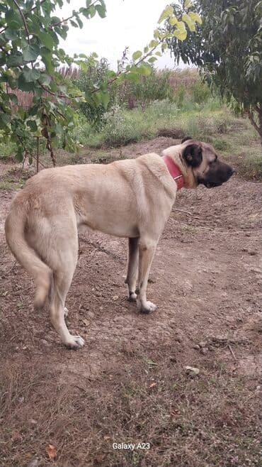 Kanqal, 11 ay, Erkek, Peyvəndli, Ünvandan götürmə lalafo.az -da Kanqal, 11 ay, Erkek, Peyvəndli, Ünvandan götürmə