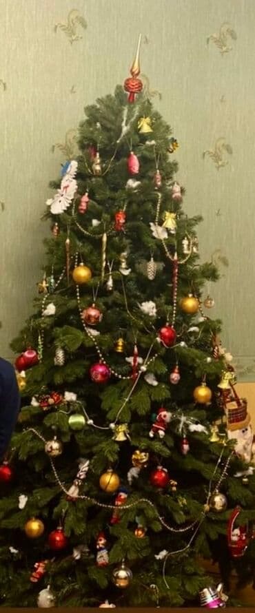 Şam ağacı hündürlük 1.80 sm lalafo.az -da — 1 Şam ağacı hündürlük 1.80 sm — 1