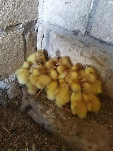 Ördək cücələri, Damazlıq, Ödənişli çatdırılma, Ünvandan götürmə lalafo.az -da Ördək cücələri, Damazlıq, Ödənişli çatdırılma, Ünvandan götürmə