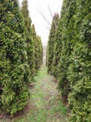 Удобрения: Thuja toxumları, sərv, Arizona sərv, mavi thuja, qərb thuja və şərq at lalafo.az — 3 Удобрения: Thuja toxumları, sərv, Arizona sərv, mavi thuja, qərb thuja və şərq — 3