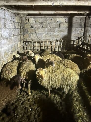3 Ay Bordağ saxlanılmış quzulardır,Tam sağlam.12 erkək quzu,Tək tək lalafo.az -da 3 Ay Bordağ saxlanılmış quzulardır,Tam sağlam.12 erkək quzu,Tək tək