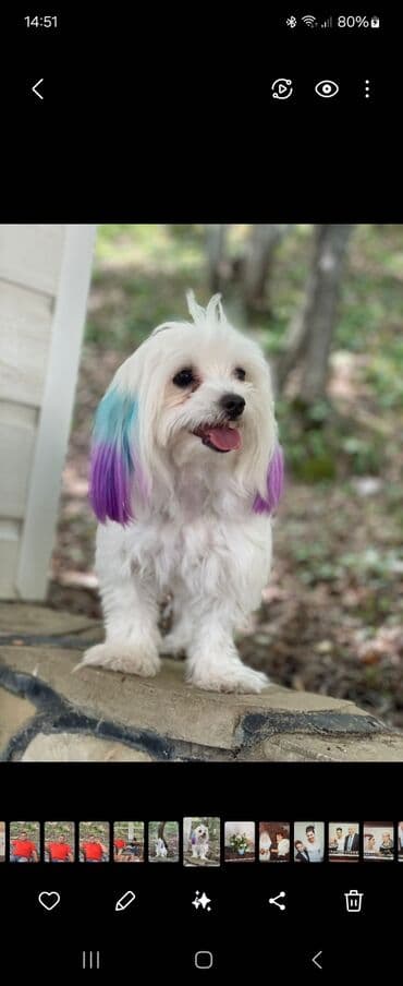 Malta bolonka, 3 il, Dişi, Cütləşmə üçün lalafo.az -da Malta bolonka, 3 il, Dişi, Cütləşmə üçün