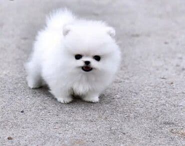 Şpitz, 3 ay, Erkek, Ünvandan götürmə, Ödənişli çatdırılma lalafo.az -da Şpitz, 3 ay, Erkek, Ünvandan götürmə, Ödənişli çatdırılma