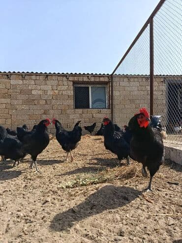 Avstrolorp xoruzları. Uzunquyruq təmiz alman sortu avstralorp lalafo.az -da Avstrolorp xoruzları. Uzunquyruq təmiz alman sortu avstralorp