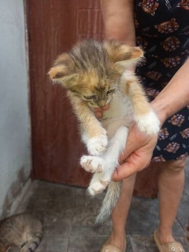 XEYİRXAH ƏLLƏRƏ VERİLİR . Küceden heyete getirmisik yasaya bilsinler lalafo.az -da XEYİRXAH ƏLLƏRƏ VERİLİR . Küceden heyete getirmisik yasaya bilsinler