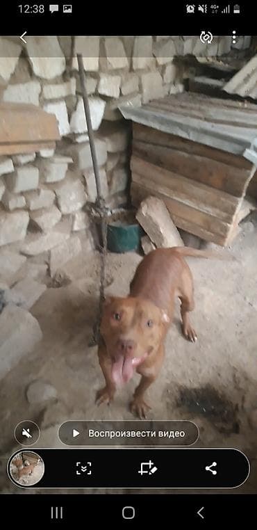 Pitbul, Dişi, Peyvəndli lalafo.az -da Pitbul, Dişi, Peyvəndli