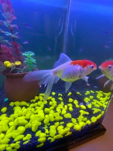 Qızıl balıq lalafo.az -da Qızıl balıq