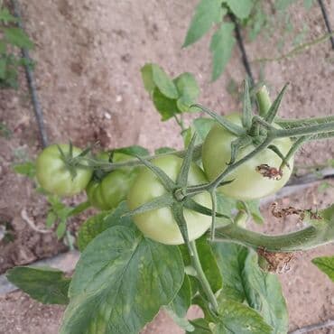 Соления: Məhsul: Yaşıl (tam yetişməmiş) pomidor Təsvir: - Istixana şəraitində at lalafo.az — 3 Соления: Məhsul: Yaşıl (tam yetişməmiş) pomidor Təsvir: - Istixana şəraitində — 3