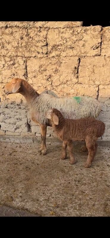 Qoyun ana bala ilə - Növ: Yerli cins quzu ilə ana qoyun - Ana lalafo.az -da — 8 Qoyun ana bala ilə - Növ: Yerli cins quzu ilə ana qoyun - Ana — 8