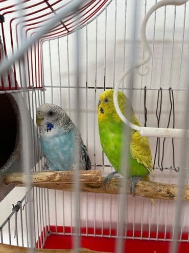 Salam. Quşlar cütdü bir erkək bir dişi. Yaşıl erkək göy dişidi Qiymətə lalafo.az -da Salam. Quşlar cütdü bir erkək bir dişi. Yaşıl erkək göy dişidi Qiymətə