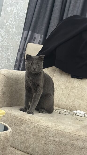 Şotland, Erkək, Yaxşı əllərə, Ödənişli çatdırılma lalafo.az -da Şotland, Erkək, Yaxşı əllərə, Ödənişli çatdırılma