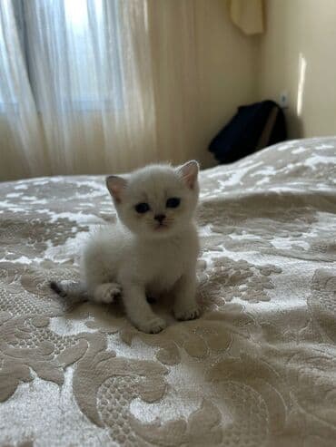 Britan, Dişi, Erkək, Yaxşı əllərə, Ünvandan götürmə, Ödənişli çatdırılma lalafo.az -da Britan, Dişi, Erkək, Yaxşı əllərə, Ünvandan götürmə, Ödənişli çatdırılma