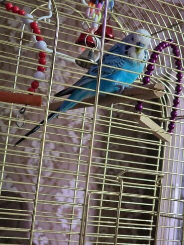 Qəfəs aksesuarlar quşla birgə satılır real alıcılar narahat etsin lalafo.az -da — 6 Qəfəs aksesuarlar quşla birgə satılır real alıcılar narahat etsin — 6