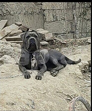 Kane-Korso, 1 ay, Dişi lalafo.az -da Kane-Korso, 1 ay, Dişi