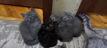 Britan, Erkək, Ünvandan götürmə lalafo.az -da Britan, Erkək, Ünvandan götürmə