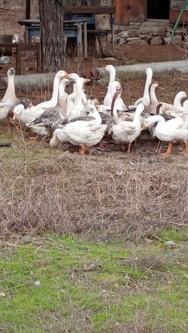 Dişi, | Linda, Ətlik, Ünvandan götürmə lalafo.az -da Dişi, | Linda, Ətlik, Ünvandan götürmə