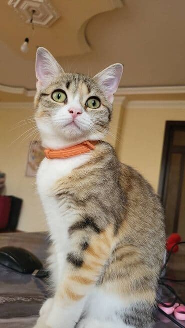 Dişi, Yaxşı əllərə, Pulsuz çatdırılma lalafo.az -da Dişi, Yaxşı əllərə, Pulsuz çatdırılma