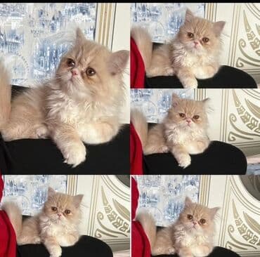 Fars lalafo.az -da Fars