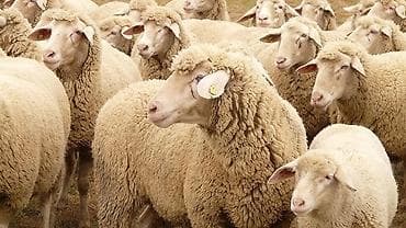 Salam fermaya sırf Bordaq Quzudan anlayışı olan işçi tələb olunur. çox lalafo.az -da Salam fermaya sırf Bordaq Quzudan anlayışı olan işçi tələb olunur. çox
