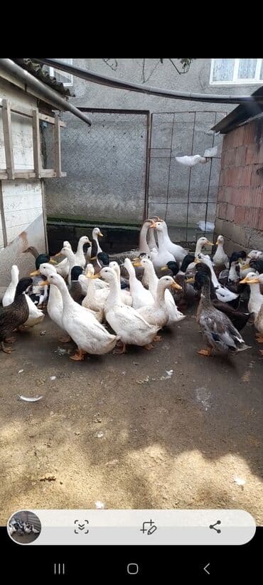 ALLAH Hərkəsin Malına Bərəkət Versin Tam Sağlam Əsil yeməli və lalafo.az -da ALLAH Hərkəsin Malına Bərəkət Versin Tam Sağlam Əsil yeməli və