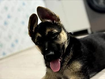 Alman çoban iti, 3 ay, Dişi, Peyvəndli, Ünvandan götürmə lalafo.az -da Alman çoban iti, 3 ay, Dişi, Peyvəndli, Ünvandan götürmə