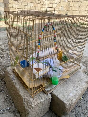 Quş qəfəsi və aksesuar dəsti - Metal konstruksiyalı, qızılı rəngdə lalafo.az -da Quş qəfəsi və aksesuar dəsti - Metal konstruksiyalı, qızılı rəngdə