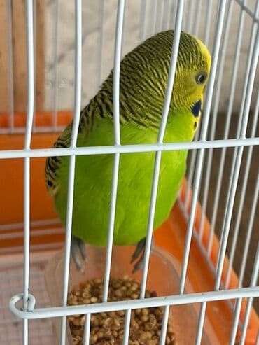 Лекарства для животных: Dalğalı iki cüt tutuquşular tam dəst qəfəs və yuvalıq ile bir yerde at lalafo.az — 6 Лекарства для животных: Dalğalı iki cüt tutuquşular tam dəst qəfəs və yuvalıq ile bir yerde — 6