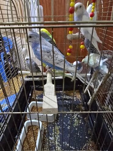 Сёдла: Salam gördüynüz papuqaylar satılır.her rengde var 10 eded quşdu 2 at lalafo.az — 2 Сёдла: Salam gördüynüz papuqaylar satılır.her rengde var 10 eded quşdu 2 — 2