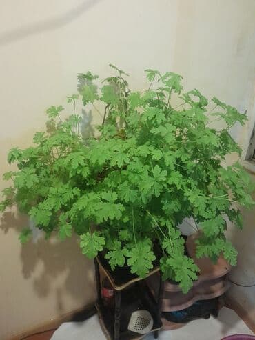 Удобрения: Ətirli pelargonium (sardunya) – iri, sıx yarpaqlı otaq bitkisi. - at lalafo.az — 1 Удобрения: Ətirli pelargonium (sardunya) – iri, sıx yarpaqlı otaq bitkisi. - — 1