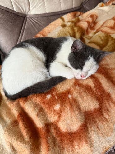 Dişi, Yaxşı əllərə, Ünvandan götürmə lalafo.az -da Dişi, Yaxşı əllərə, Ünvandan götürmə