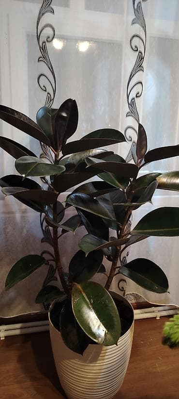 Fikus elastika (rezin ağacı) – dekorativ iri yarpaqlı otaq bitkisi - at lalafo.az Fikus elastika (rezin ağacı) – dekorativ iri yarpaqlı otaq bitkisi -