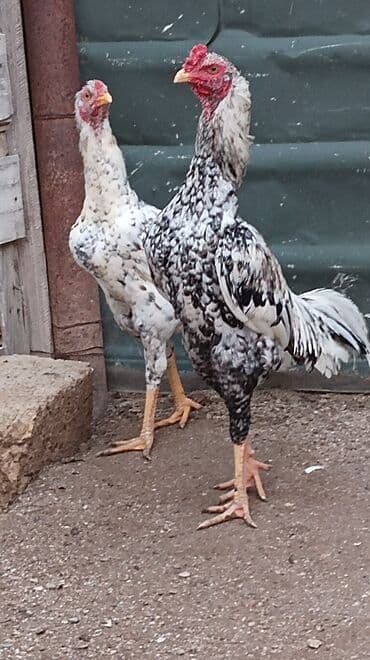 Xoruz, Heyratı, il: 1, Ünvandan götürmə lalafo.az -da Xoruz, Heyratı, il: 1, Ünvandan götürmə