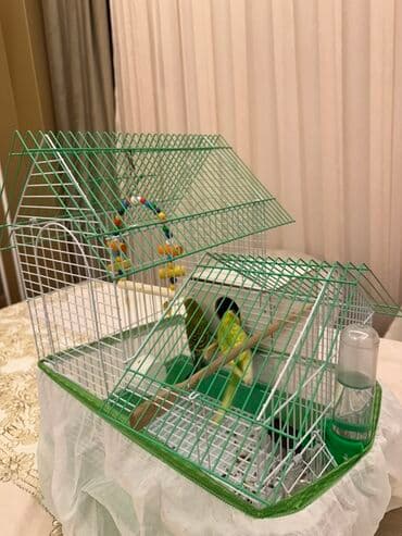 Butun her shey bu qiymetedir.
Baxmaqa vaxt olmadiqi ucun satilir lalafo.az -da Butun her shey bu qiymetedir.
Baxmaqa vaxt olmadiqi ucun satilir